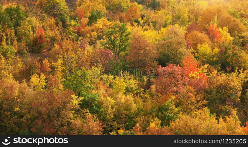 Fall mountain forest, autumn colorful trees texture background