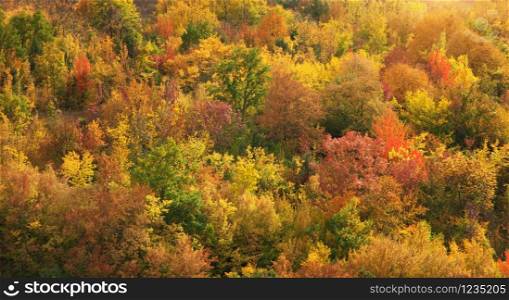 Fall mountain forest, autumn colorful trees texture background