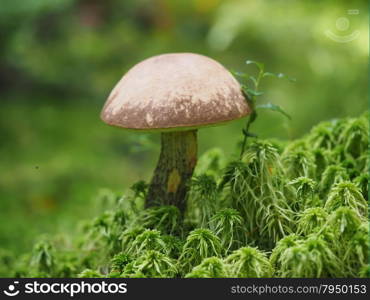 Fall mushroom in the forest