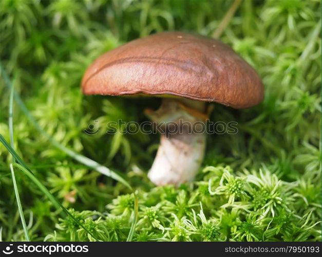 Fall mushroom in the forest