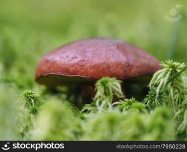 Fall mushroom in the forest