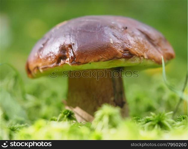 Fall mushroom in the forest