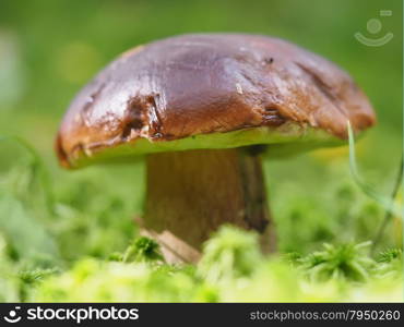 Fall mushroom in the forest