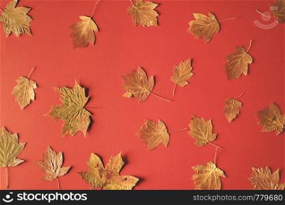 Fall nature concept with dried autumn leaves on a red paper background. Flat lay of a fall composition. Pattern of different types of fallen leaves