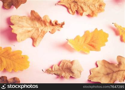 Fall oak leaves on pink flat lay autumn background, retro toned. Fall leaves autumn background