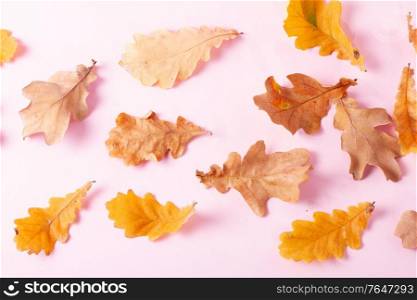 Fall oak leaves pattern on pink flat lay autumn background. Fall leaves autumn background