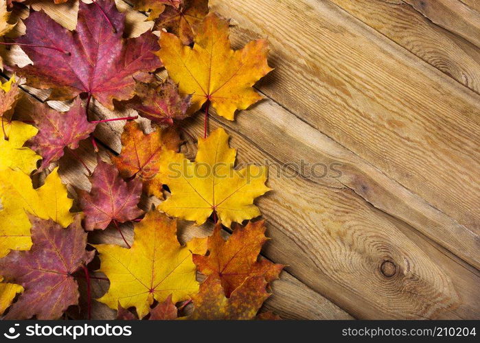 Fall rustic greeting background with yellow and red magenta maple leaves, copy space