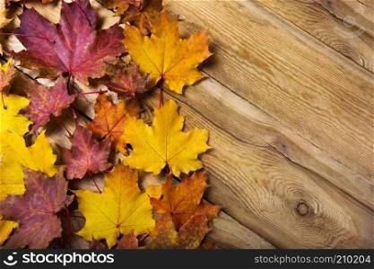 Fall rustic greeting background with yellow and red magenta maple leaves, copy space