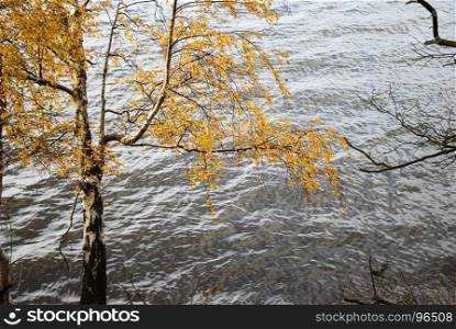 Fall season colored birch tree by a water surface