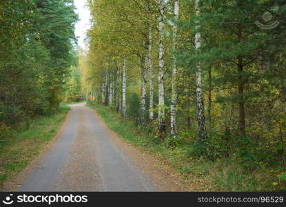 Fall season colored dirt road with beautiful birch trees at roadside