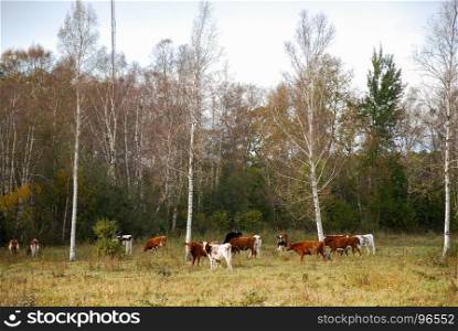 Fall season colors in a meadow with grazing brown and white cattle