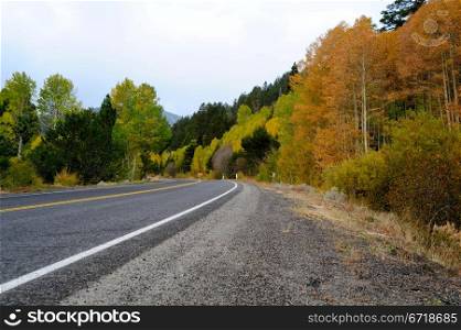 Fall Season In The Sierras. A mountain road winds through Aspen trees in Autumn colors