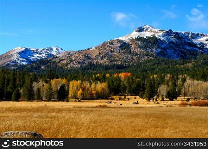 Fall Season In The Sierras. An early snowfall covers the mountains in the distance with assorted foliage in fall colors in the foreground located in Hope Valley California