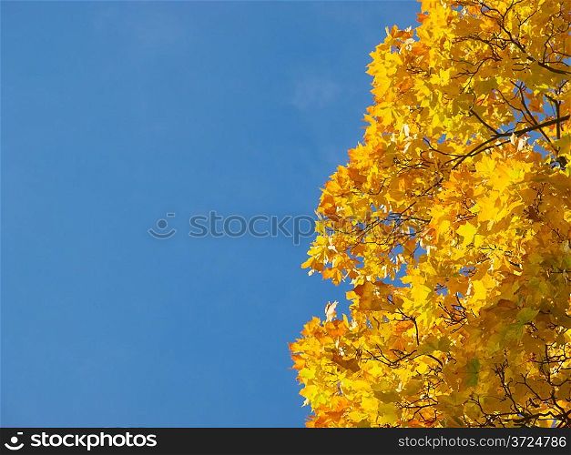 Fall seasonal background with clear blue sky and maple tree branches.
