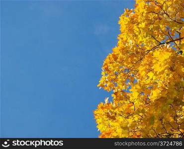 Fall seasonal background with clear blue sky and maple tree branches.