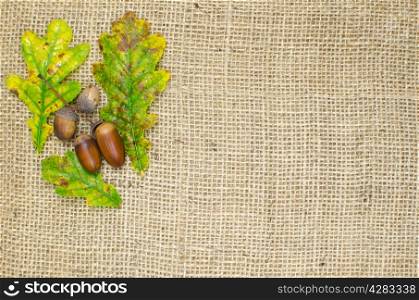 Fall still life decoration with oak tree leaves and acorn