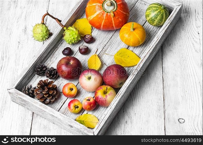 Fall still life with pine cones,pumpkins and apples