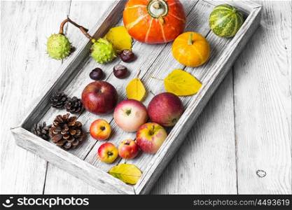 Fall still life with pine cones,pumpkins and apples
