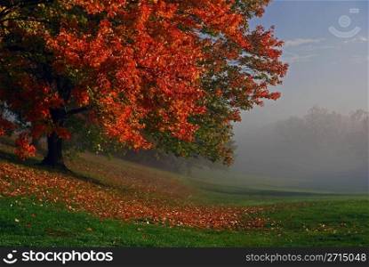 Fall tree with Fog