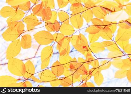 fall yellow and orange cherry leaves bokeh background with sun beams. fall maple leaves