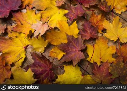 Fall yellow and red magenta maple leaves on the rustic table