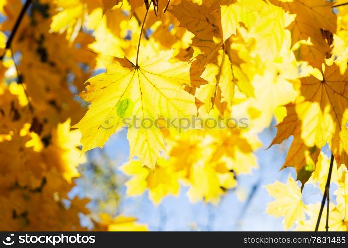 fall yellow leaves and blue sky and tree branches bokeh background with sun beams close up. fall maple leaves