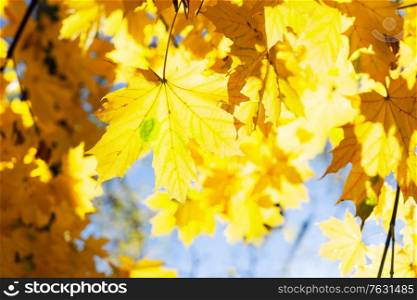 fall yellow leaves and blue sky and tree branches bokeh background with sun beams close up. fall maple leaves