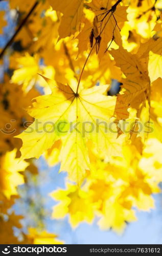 fall yellow leaves and blue sky and tree branches bokeh background with sun beams close up, retro toned. fall maple leaves