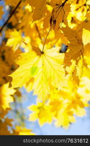 fall yellow leaves and blue sky and tree branches bokeh background with sun beams close up, retro toned. fall maple leaves