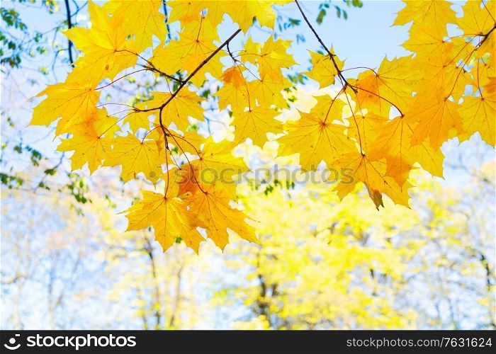 fall yellow leaves and blue sky and tree branches bokeh background with sun beams. fall maple leaves