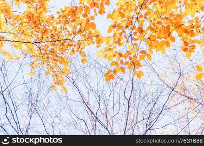 fall yellow leaves and branches on the sky, natural background. fall maple leaves