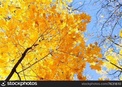 fall yellow leaves and twigs in blue sky bokeh background. fall maple leaves