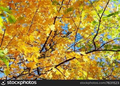 fall yellow leaves and twigs in blue sky bokeh background with sun beams. fall maple leaves