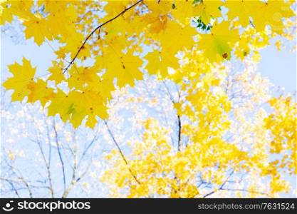 fall yellow leaves and twigs on pale blue sky bokeh background on sun. fall maple leaves