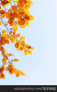 fall yellow leaves on the blue sky, natural background. fall maple leaves