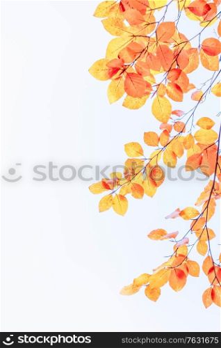 fall yellow leaves on the blue sky, natural background, retro toned. fall maple leaves