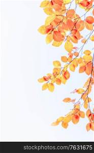 fall yellow leaves on the blue sky, natural background, retro toned. fall maple leaves
