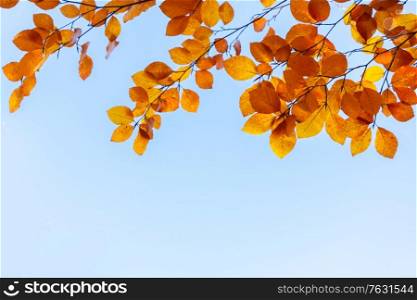 fall yellow leaves on the sky, natural background. fall maple leaves