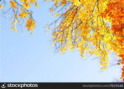 fall yellow leaves on the sun, natural background, copy space on blue sky. fall maple leaves