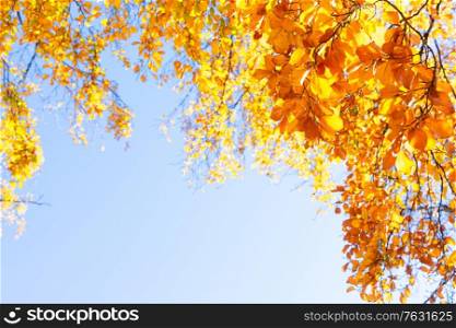 fall yellow leaves on the sun, natural background, copy space on blue sky. fall maple leaves