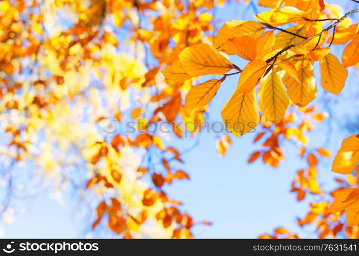 fall yellow leaves on the sunny pale sky background, fall natural seasonal background. fall maple leaves