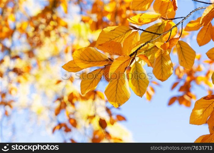 fall yellow leaves on the sunny pale sky background, fall natural seasonal background. fall maple leaves