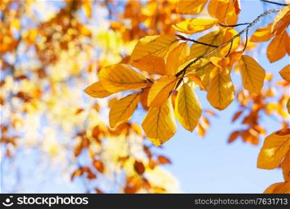 fall yellow leaves on the sunny pale sky background, fall natural seasonal background. fall maple leaves