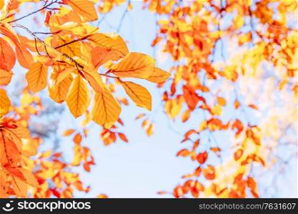 fall yellow leaves on the sunny pale sky background, fall natural seasonal background, retro toned. fall maple leaves