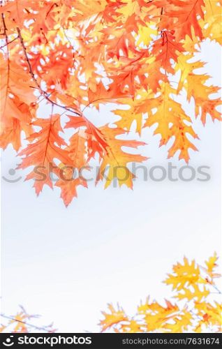 fall yellow oak leaves bokeh background with sun beams on blue, copy space, retro toned. fall maple leaves