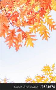 fall yellow oak leaves bokeh background with sun beams on blue, copy space, retro toned. fall maple leaves