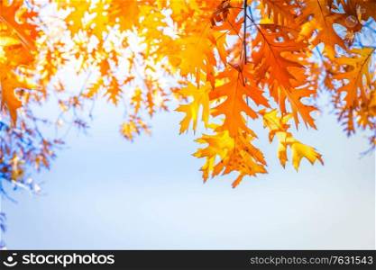 fall yellow oak leaves bokeh background with sun beams on blue, retro toned. fall maple leaves