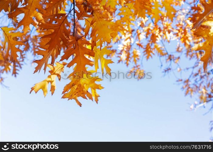 fall yellow oak leaves bokeh background with sun beams on blue sky. fall maple leaves