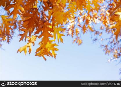 fall yellow oak leaves bokeh background with sun beams on blue sky. fall maple leaves