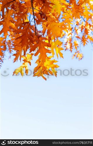 fall yellow oak leaves bokeh background with sun beams on blue sky with copy space. fall maple leaves